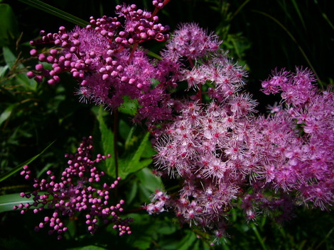 線香花火の花