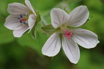 小川の近くに咲く花