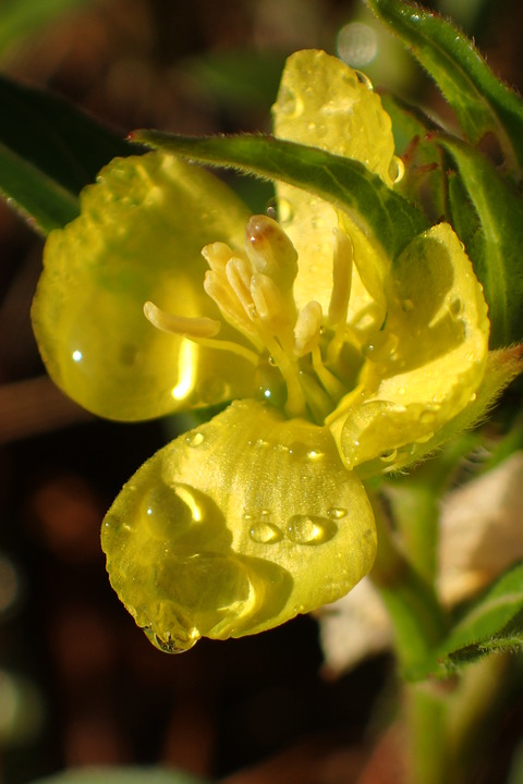 花と水滴黄色６