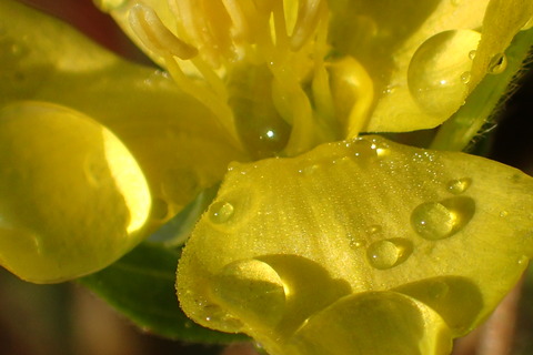 花と水滴黄色