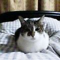 タケゾウ箱座り