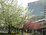 060407葉桜1