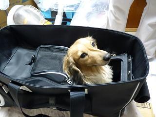 bag-7