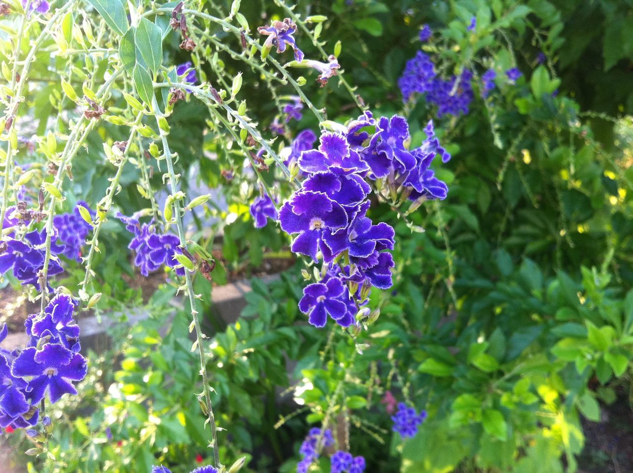 デュランタ宝塚の由来はお花の深い紫色と白い縁取りが 美しいタカラジェンヌが正装した袴姿を思わせる かららしい アロタン アロマテラピーの語源のお話