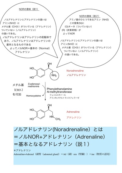 ノルアドレナリン 違い の と アドレナリン