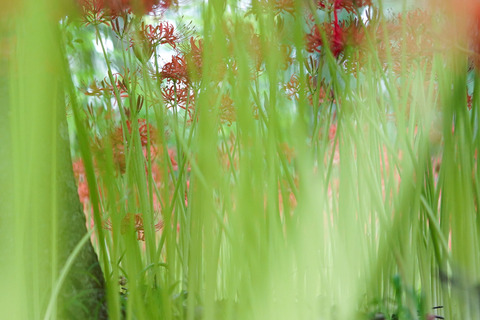 DSC04733_gen