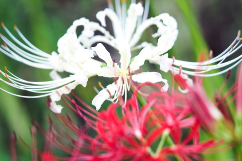 DSC04742_gen