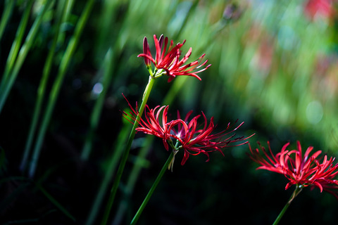 DSC04499_gen