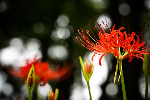 DSC04706_gen