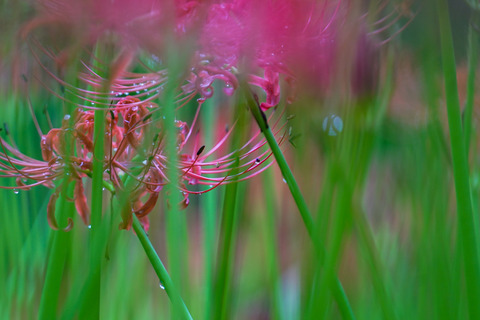 DSC04608_gen
