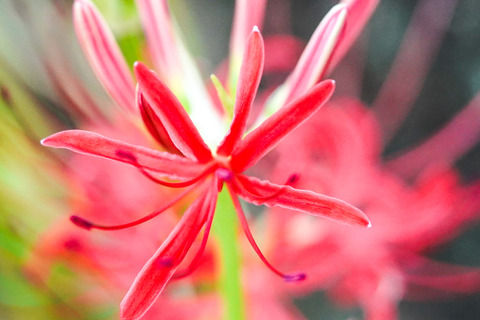 DSC04744_gen