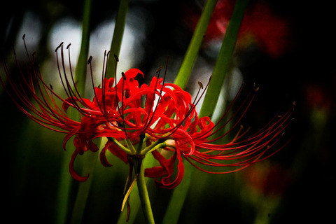 DSC04680_gen