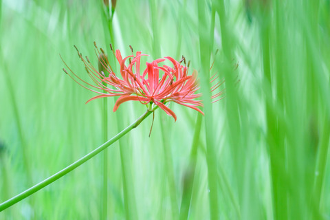 DSC04611_gen
