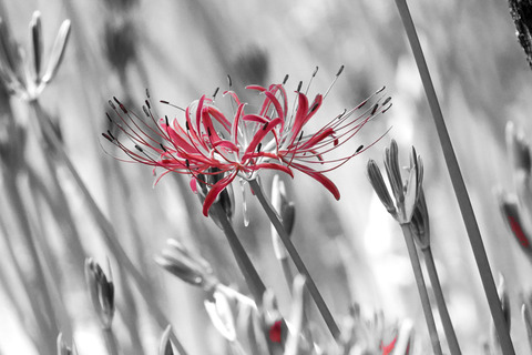 DSC04641_gen