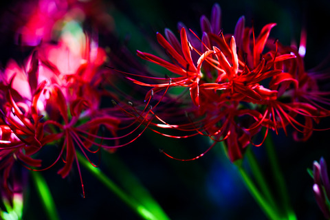 DSC04511_gen