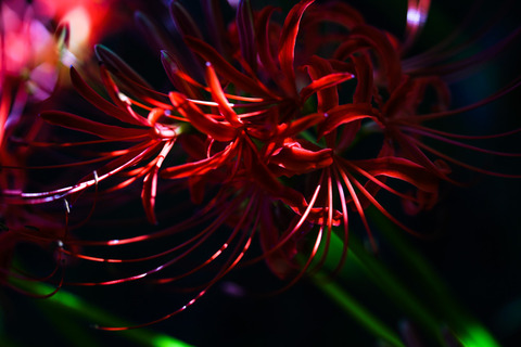DSC04510_gen