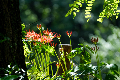 DSC04595_gen