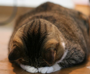 ごめんなさい猫