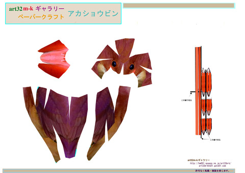 アカショウビン1