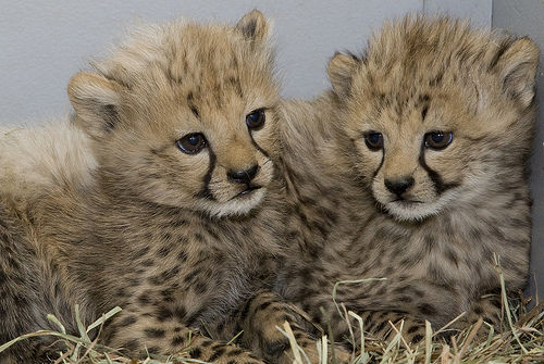チーターの赤ちゃんpart2 Cheetah Cubs Thriving At Smithsonian Institute 金谷美帆 Diary Miho In Japan