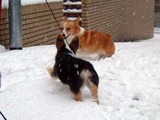 ちぇりいとジャン1