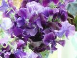 sweet pea