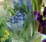muscari