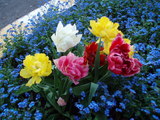 花4