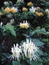 無名の花