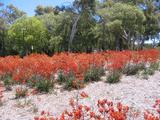 Kangaroo paw1