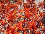 Kangaroo paw2