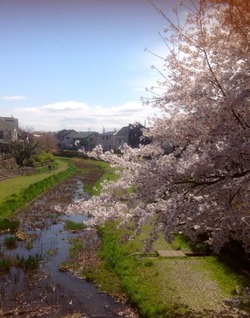 野川の桜14-2