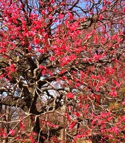 紅梅