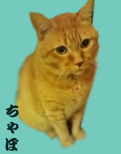 f336d6d57e05ffc9df1f23f3466fa114