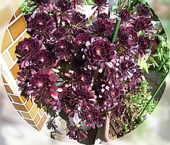 ¥Ù¥ó¥±¥¤¥½¥¦¡¡¥¢¥¨¥ª¥Ë¥å¡¼¥à¡¡0715 ¥Ù¥ó¥±¥¤¥½¥¦¡¡¥¢¥¨¥ª¥Ë¥å¡¼¥à¡¡0715