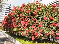 ¥·¥ã¥¯¥Ê¥²¡¡0419 ¥·¥ã¥¯¥Ê¥²¡¡0419