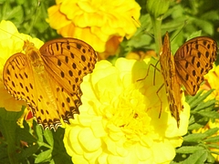 0922¡¡¥Þ¥ê¡¼¥´¡¼¥ë¥É¡¡¥Á¥ç¥¦ 0922¡¡¥Þ¥ê¡¼¥´¡¼¥ë¥É¡¡¥Á¥ç¥¦