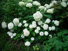 ¥¢¥¸¥µ¥¤¡¡¥¢¥Ê¥Ù¥ë 0615 ¥¢¥¸¥µ¥¤¡¡¥¢¥Ê¥Ù¥ë 0615