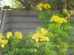 0922¡¡¥³¥Ð¥Î¥»¥ó¥Ê 0922¡¡¥³¥Ð¥Î¥»¥ó¥Ê