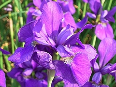 ¥¢¥ä¥á¡¡0518 ¥¢¥ä¥á¡¡0518