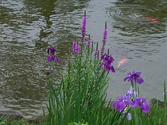 ¥ß¥½¥Ï¥® ¥Ï¥Ê¥·¥ç¥¦¥Ö ¥³¥¤¡¡ÃÓ¡¡0615 ¥ß¥½¥Ï¥® ¥Ï¥Ê¥·¥ç¥¦¥Ö ¥³¥¤¡¡ÃÓ¡¡0615