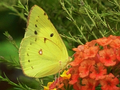 0819¡¡¥Á¥ç¥¦¡¡¥â¥ó¥¥Á¥ç¥¦¡¡¥é¥ó¥¿¥Ê 0819¡¡¥Á¥ç¥¦¡¡¥â¥ó¥¥Á¥ç¥¦¡¡¥é¥ó¥¿¥Ê