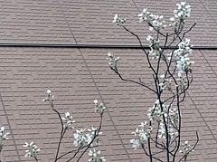 0330¡¡¥¸¥å¡¼¥ó¥Ù¥ê¡¼¡¡¥Ð¥é²Ê 0330¡¡¥¸¥å¡¼¥ó¥Ù¥ê¡¼¡¡¥Ð¥é²Ê
