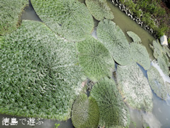 ÆÁÅ縩ÌÄÌç»Ô ¥ª¥Ë¥Ð¥¹ 2015