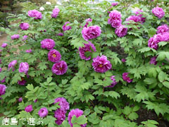 神宮寺 牡丹の古木 2012