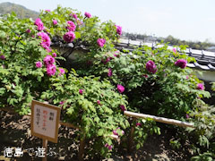 神宮寺 牡丹の古木 2013