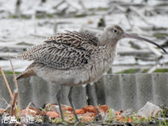 徳島県鳴門市 れんこん畑 ホウロクシギ 2016