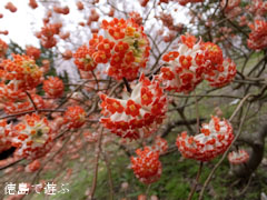 神山町上分 しだれ桜 アカバナミツマタ 2013