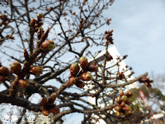 徳島県徳島市 両国橋東公園 寒桜 蕾 2015