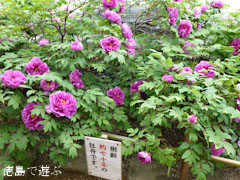 神宮寺 牡丹の古木 2012